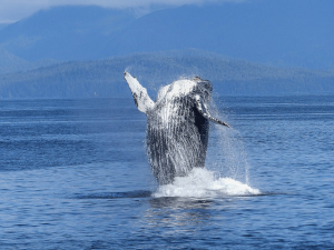 whale jumping