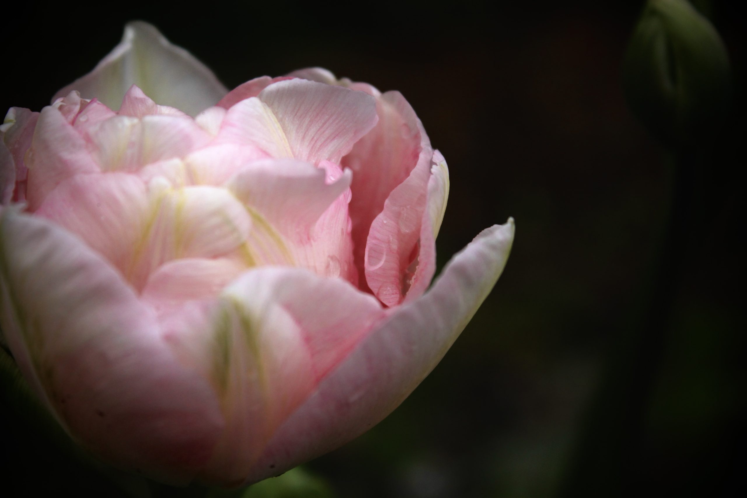 temporary photo of a pink and white rose with a black background