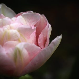 temporary photo of a pink and white rose with a black background